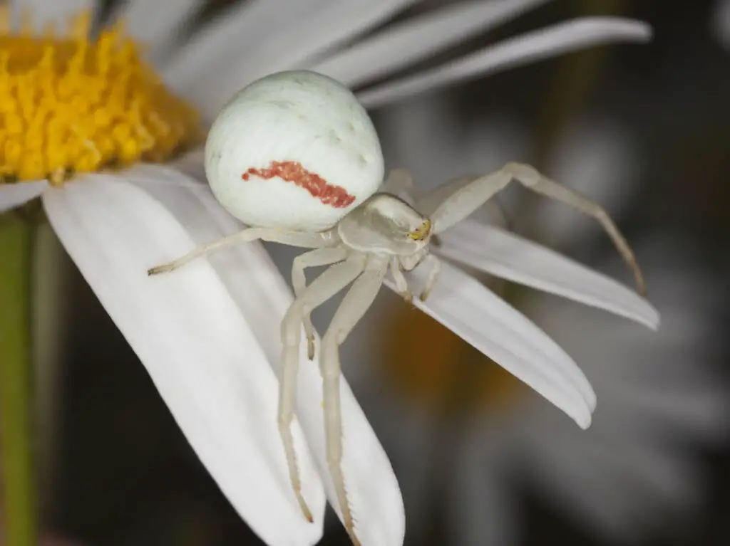 White Spider